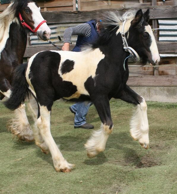 Irish Cob tricolour Jährling Hengstanwärter, Tina, Pferd kaufen, Calden, Abbildung 5