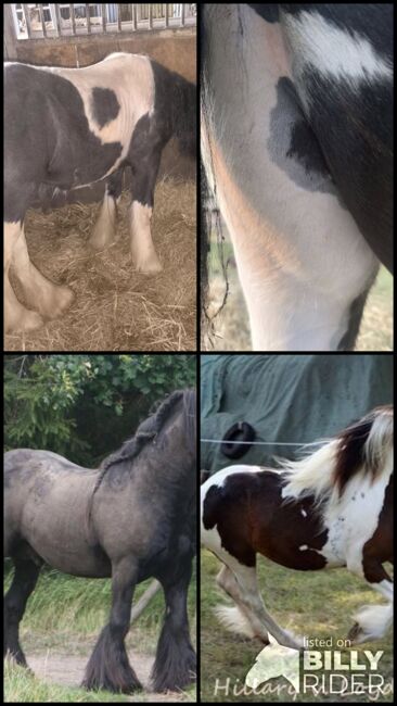 Irish Cob tricolour Jährling Hengstanwärter, Tina, Horses For Sale, Calden, Image 8