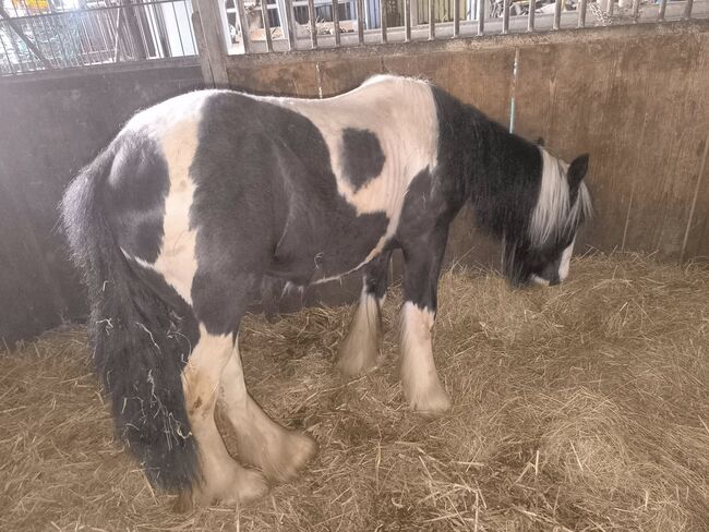 Irish Cob tricolour Jährling Hengstanwärter, Tina, Horses For Sale, Calden