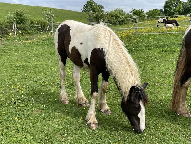 Irish Cob Jährlingshengst, Verena Amacker, Horses For Sale, Genevrey, Image 3