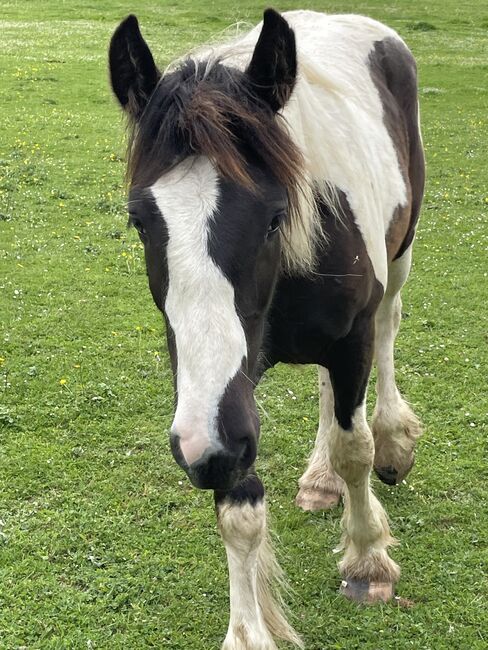 Irish Cob Jährlingshengst, Verena Amacker, Horses For Sale, Genevrey