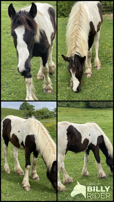 Irish Cob Jährlingshengst, Verena Amacker, Horses For Sale, Genevrey, Image 7