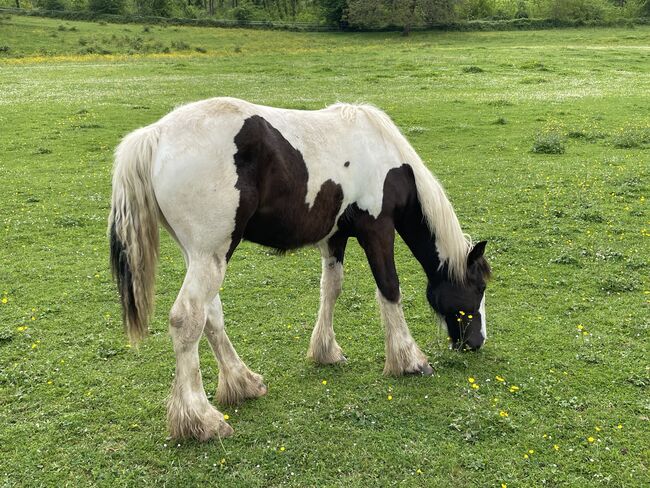 Irish Cob Jährlingshengst, Verena Amacker, Horses For Sale, Genevrey, Image 4