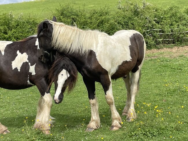 Irish Cob Jährlingshengst, Verena Amacker, Horses For Sale, Genevrey, Image 5