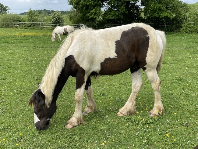 Irish Cob Jährlingshengst, Verena Amacker, Horses For Sale, Genevrey, Image 6