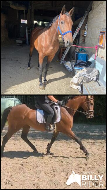 Irish-Sport Horse Stute, Nadine , Horses For Sale, Bad Wünnenberg, Image 3