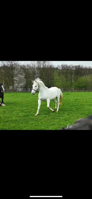 Irish Sport Horse Stute, Kuni, Pferd kaufen, Remscheid