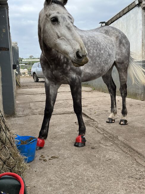 Irish tb for sale, Ryan  Hodges, Horses For Sale, Bridgend 