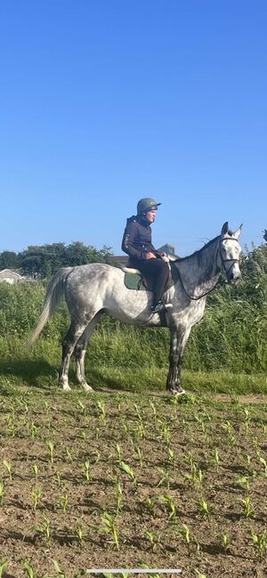 Irish tb for sale, Ryan  Hodges, Horses For Sale, Bridgend , Image 2