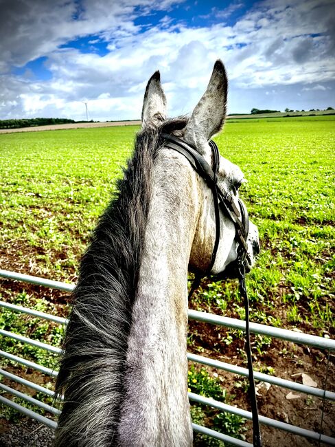 Irish tb for sale, Ryan  Hodges, Horses For Sale, Bridgend , Image 4