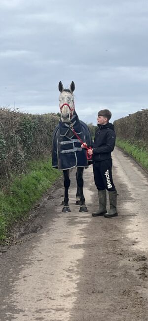 Irish tb for sale, Ryan  Hodges, Horses For Sale, Bridgend , Image 5