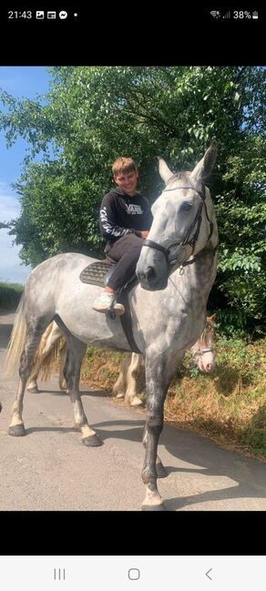 Irish tb for sale, Ryan  Hodges, Konie na sprzedaż, Bridgend , Image 3