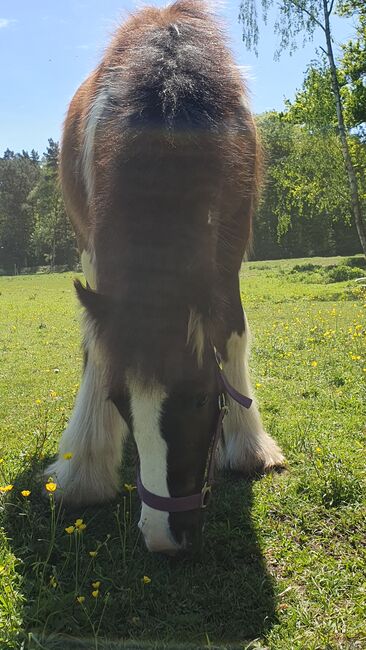 Irish Tinker / Cob , Absetzer mit besonder Farbe, Daniela Hoffmann , Horses For Sale, Rohrberg  