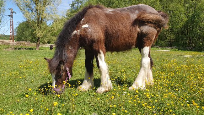 Irish Tinker / Cob , Absetzer mit besonder Farbe, Daniela Hoffmann , Horses For Sale, Rohrberg  , Image 3