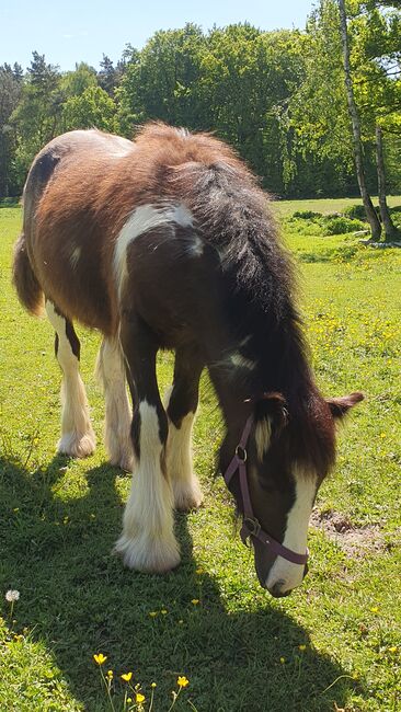 Irish Tinker / Cob , Absetzer mit besonder Farbe, Daniela Hoffmann , Horses For Sale, Rohrberg  , Image 2