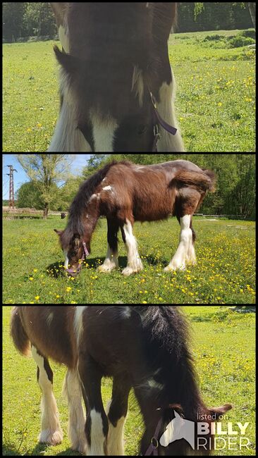 Irish Tinker / Cob , Absetzer mit besonder Farbe, Daniela Hoffmann , Horses For Sale, Rohrberg  , Image 4