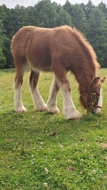 Irish Tinker / Cob Stute Absetzer, Daniela Hoffmann , Horses For Sale, Rohrberg  