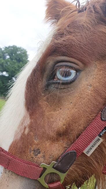 Irish Tinker / Cob Stute Absetzer, Daniela Hoffmann , Horses For Sale, Rohrberg  , Image 4