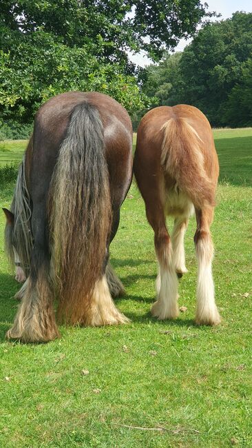 Irish Tinker / Cob Stute Absetzer, Daniela Hoffmann , Horses For Sale, Rohrberg  , Image 2