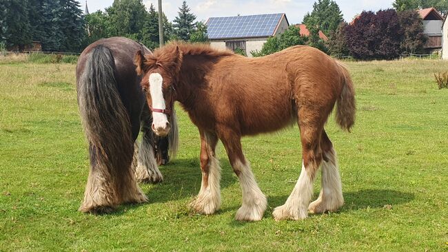 Irish Tinker / Cob Stute Absetzer, Daniela Hoffmann , Horses For Sale, Rohrberg  , Image 3
