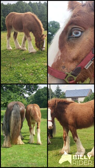 Irish Tinker / Cob Stute Absetzer, Daniela Hoffmann , Horses For Sale, Rohrberg  , Image 5