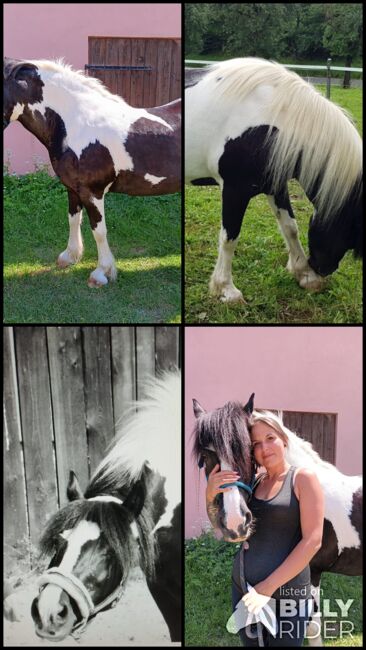 Irish Tinker Stute, Kristina , Horses For Sale, Simmelsdorf , Image 5