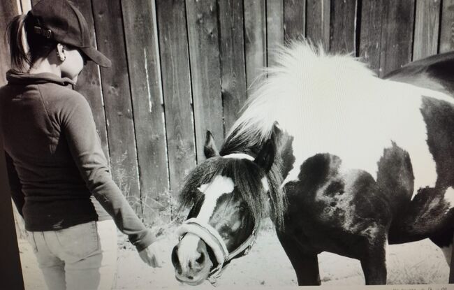 Irish Tinker Stute, Kristina , Horses For Sale, Simmelsdorf , Image 3