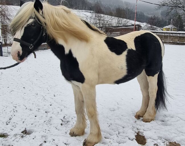 Irish Tinker Hengst, Eule, Horses For Sale, Königsberger Straße, Image 7