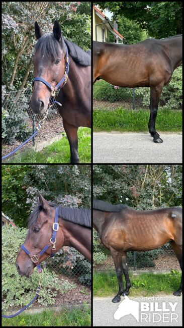 Irisches Warmblut, Sport- und Freizeitpferde Fuchs, Horses For Sale, Ellgau, Image 5