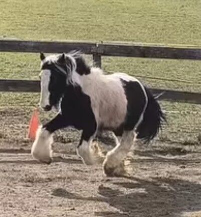 Irish Cob tricolour  Achatschecke, Tina, Horses For Sale, Calden
