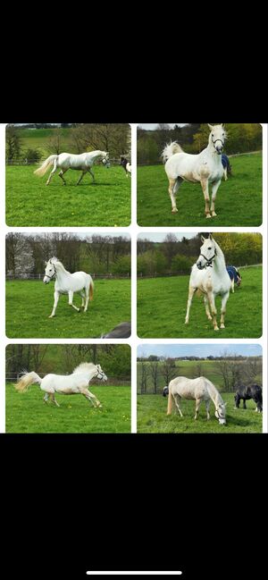 Irish Sport Horse Stute, Kuni, Horses For Sale, Remscheid, Image 2
