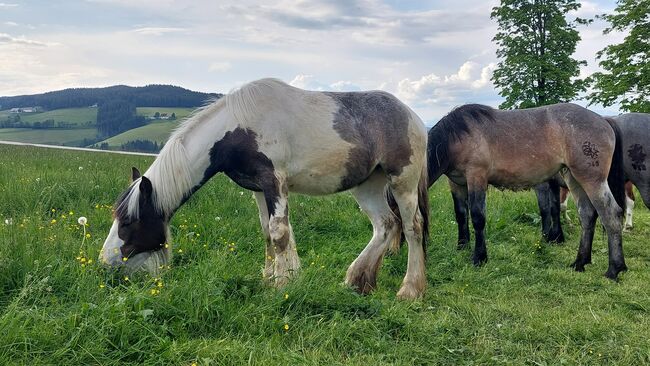 Irish Tinker, Andrea Uckermann, Horses For Sale, Reichenfels, Image 4