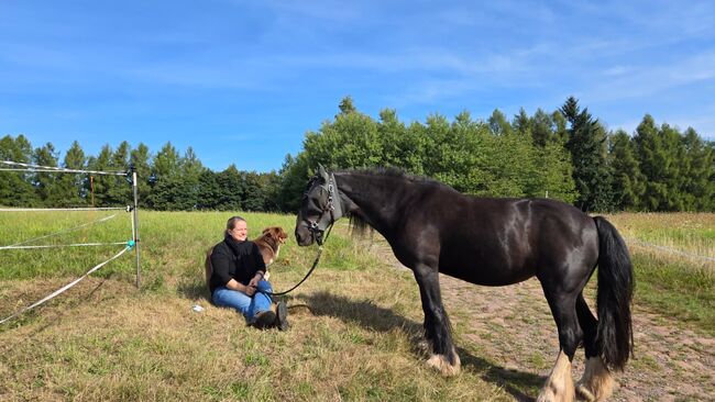 Irish Con Stute sucht Platz am Meer, Katharina Ziegler , Horses For Sale, Pirmasens, Image 2