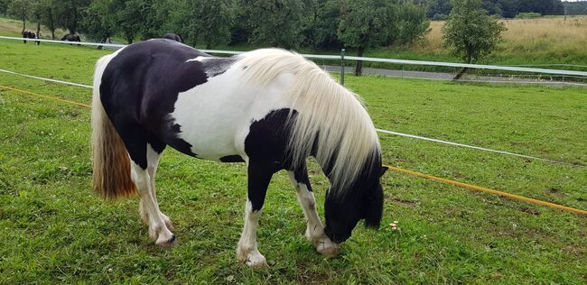 Irish Tinker Stute, Kristina , Horses For Sale, Simmelsdorf , Image 4