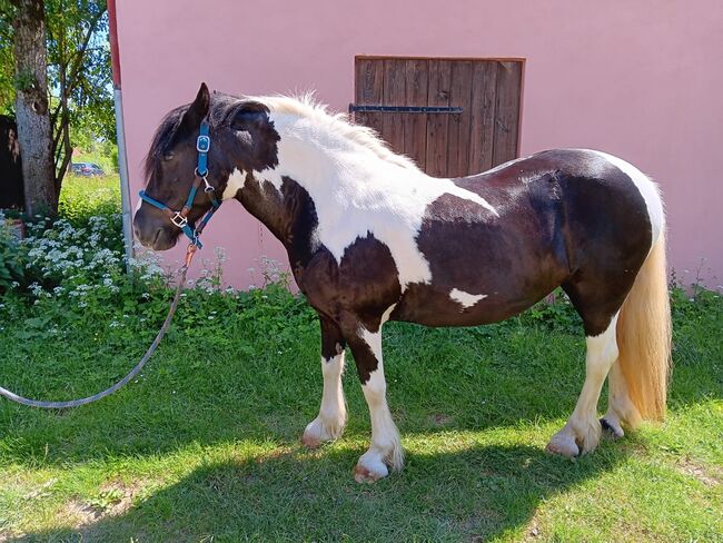 Irish Tinker Stute, Kristina , Horses For Sale, Simmelsdorf 