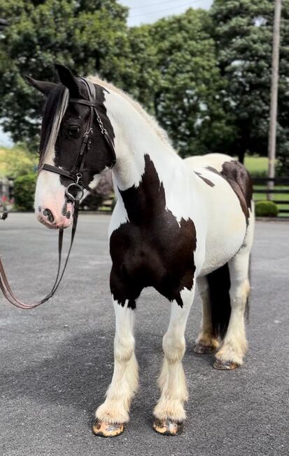 Irish Cob Stute Eileen sucht ein liebevolles Zuhause, Natascha Mächler, Konie na sprzedaż, Schlossrued, Image 3