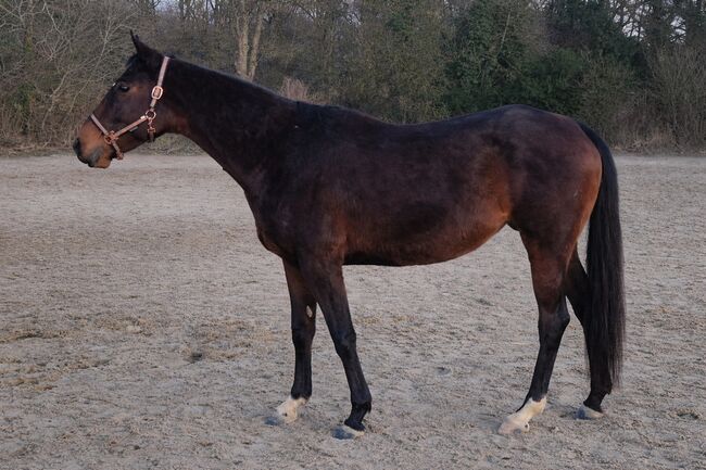 Irische Stute, Manuela Kötter , Konie na sprzedaż, Jever