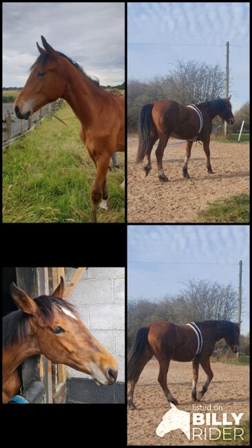 ISH filly will make fantastic all-rounder, Jayne kellett, Horses For Sale, Manchester , Image 15