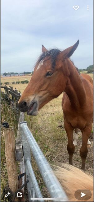 ISH filly will make fantastic all-rounder, Jayne kellett, Pferd kaufen, Manchester , Abbildung 6