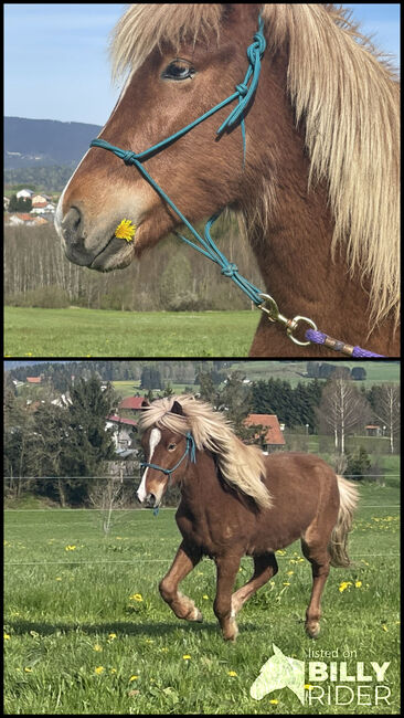 Isländer mit blauem Auge geboren 2021, Maria , Pferd kaufen, Jandelsbrunn, Abbildung 3