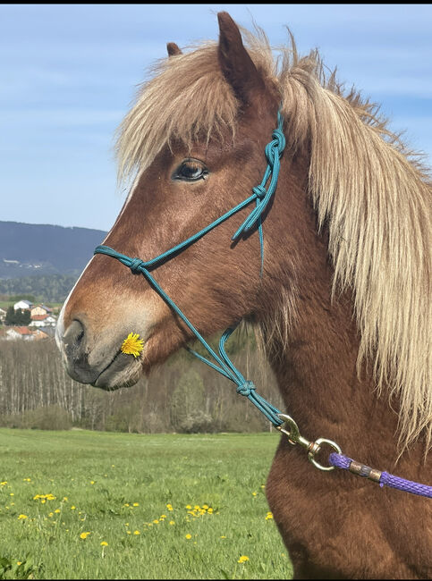 Isländer mit blauem Auge geboren 2021, Maria , Pferd kaufen, Jandelsbrunn