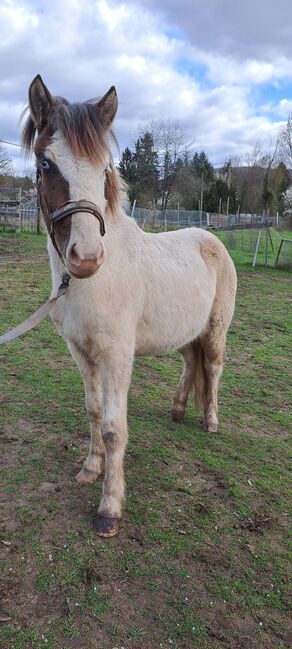 ISLÄNDER HELMSCHECKE HENGST, Sandro, Pferd kaufen, Saarbrücken