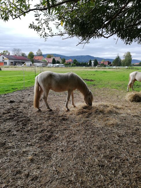 Isländer, Islandpferd, Bettina Müller , Pferd kaufen, Salzhemmendorf , Abbildung 3