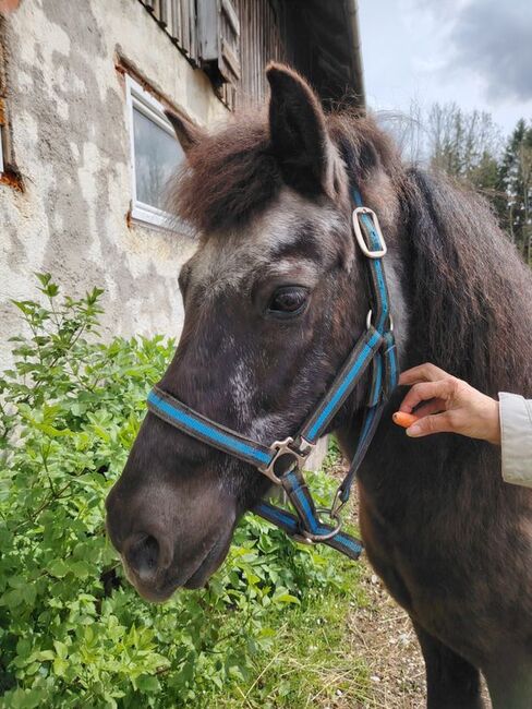 Isländer-Shettymix sucht guten Platz, Rita, Pferd kaufen, Mariazell, Abbildung 3