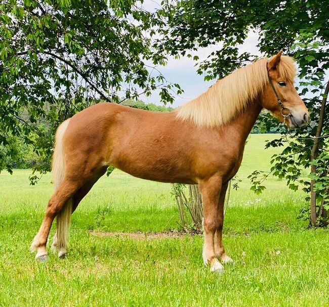 Isländer Stute, 12 jährig, 145cm, Fuchs mit Flocke, sucht neues zu Hause, Ariane, Pferd kaufen, Teufen ZH
