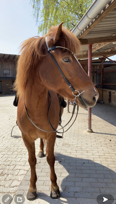 Isländer Stute, Zucht und Beisteller, bedingt reitbar, Julia Stollenamier, Pferd kaufen, Schurrenhof