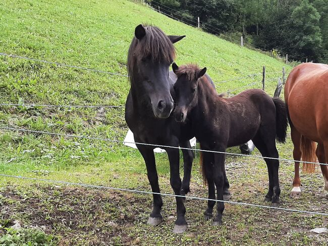 Isländer Stutfohlen, Islandpferdehof Zehrer, Pferd kaufen, Flattach, Abbildung 2