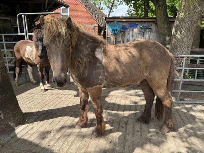 Isländer Wallach, Tina, Pferd kaufen, Südlohn, Abbildung 4