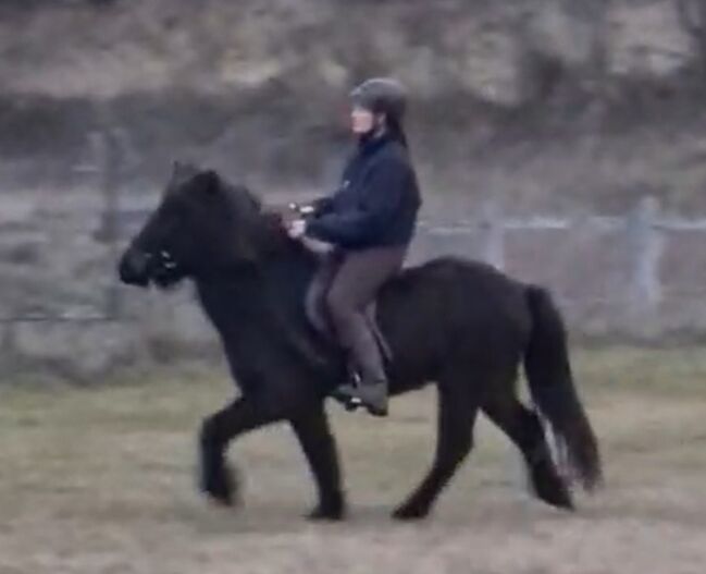 Isländerwallach, ehemaliges Kinderreitschulpferd, Pet, Horses For Sale, Kirchschlag