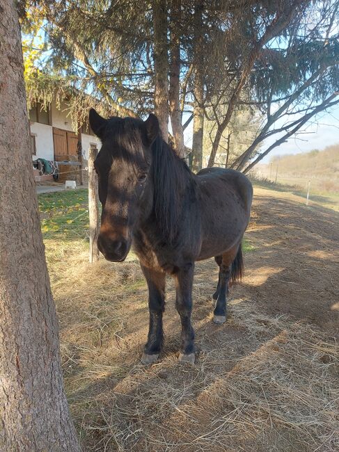 Isländerwallach, ehemaliges Kinderreitschulpferd, Pet, Horses For Sale, Simontornya